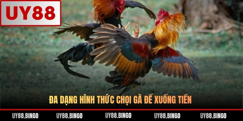 Đa dạng hình thức chọi gà để xuống tiền